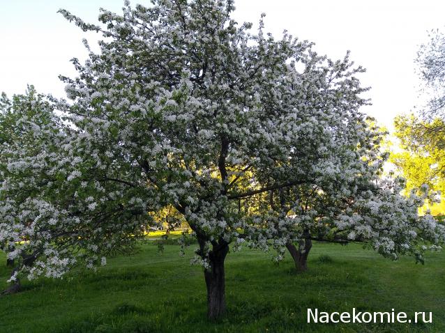 "Живой уголок"