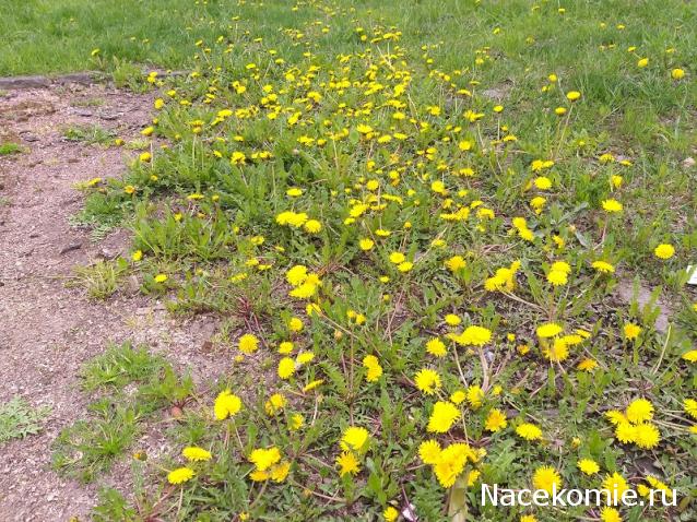 "Живой уголок"