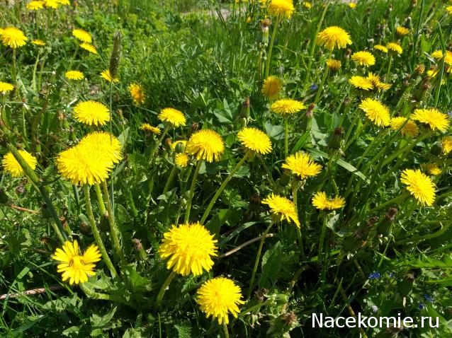 Eva1949 - Дом мечты-души моей воспоминания; 1Abrikoska - Мой гостеприимный дом