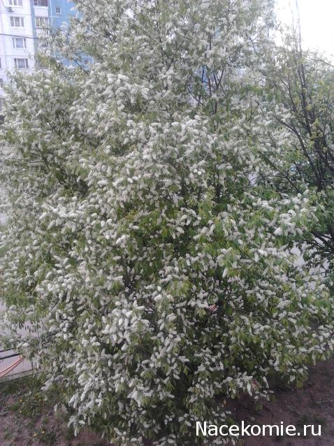 Куклы в народных костюмах – "Девчушки-болтушки"