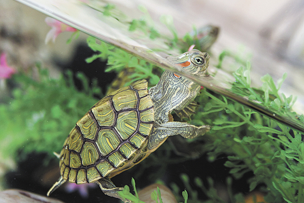 "Живой уголок"