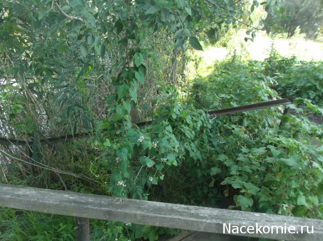 Eva1949 - Дом мечты-души моей воспоминания; 1Abrikoska - Мой гостеприимный дом