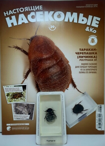 Насекомые & Ко №39 - Таракан-Черепашка