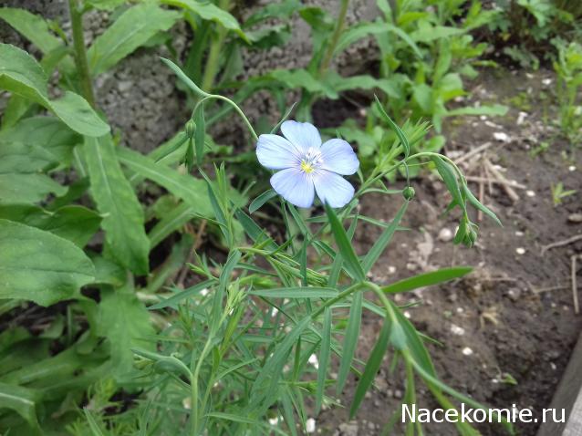 Eva1949 - Дом мечты-души моей воспоминания; 1Abrikoska - Мой гостеприимный дом
