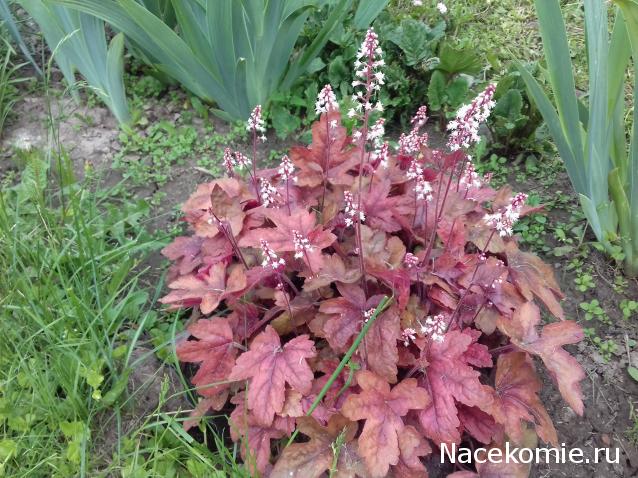Eva1949 - Дом мечты-души моей воспоминания; 1Abrikoska - Мой гостеприимный дом