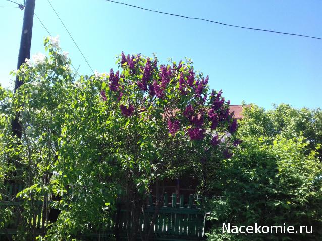 "Живой уголок"