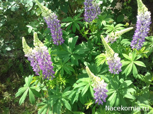 Eva1949 - Дом мечты-души моей воспоминания; 1Abrikoska - Мой гостеприимный дом