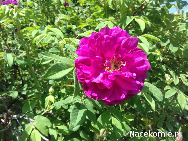 Eva1949 - Дом мечты-души моей воспоминания; 1Abrikoska - Мой гостеприимный дом