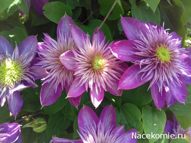 Eva1949 - Дом мечты-души моей воспоминания; 1Abrikoska - Мой гостеприимный дом