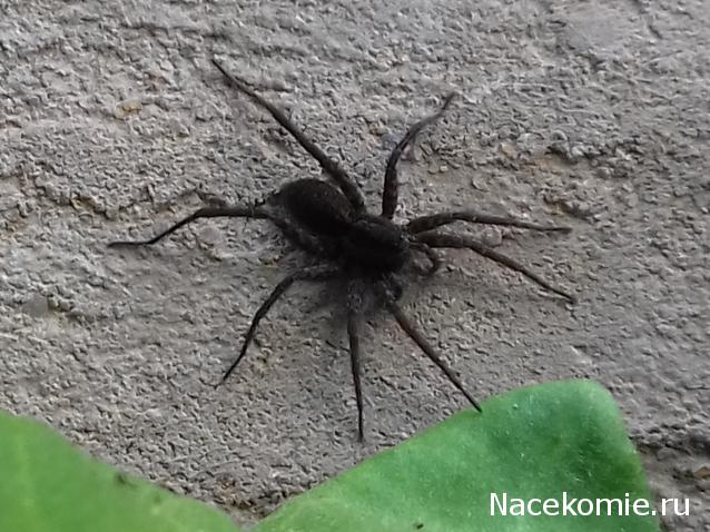 "Живой уголок"