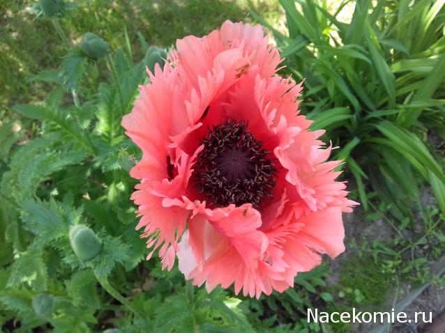 Eva1949 - Дом мечты-души моей воспоминания; 1Abrikoska - Мой гостеприимный дом