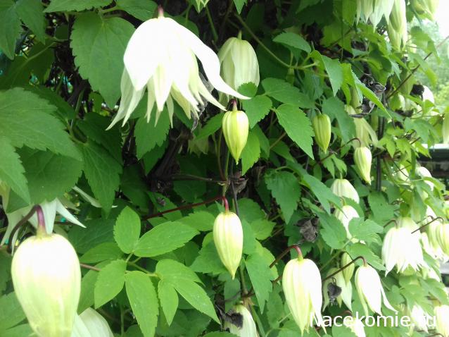 Eva1949 - Дом мечты-души моей воспоминания; 1Abrikoska - Мой гостеприимный дом