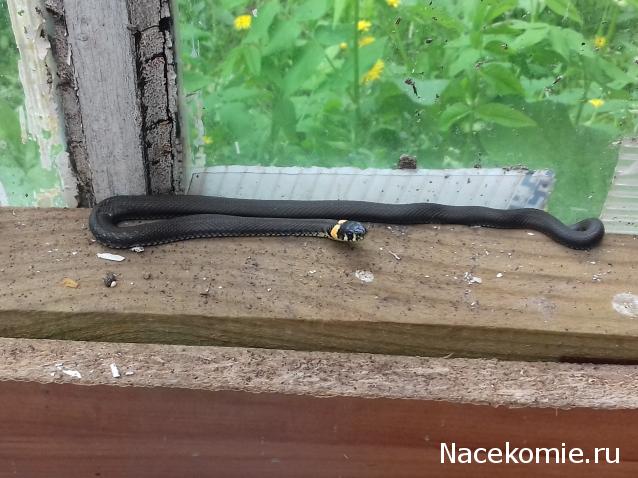 "Живой уголок"