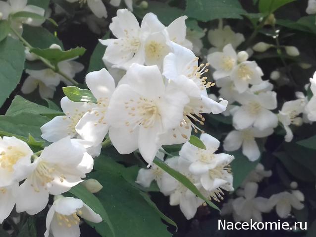 Eva1949 - Дом мечты-души моей воспоминания; 1Abrikoska - Мой гостеприимный дом