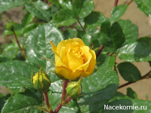 "Живой уголок"