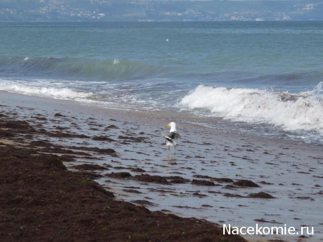 "Живой уголок"