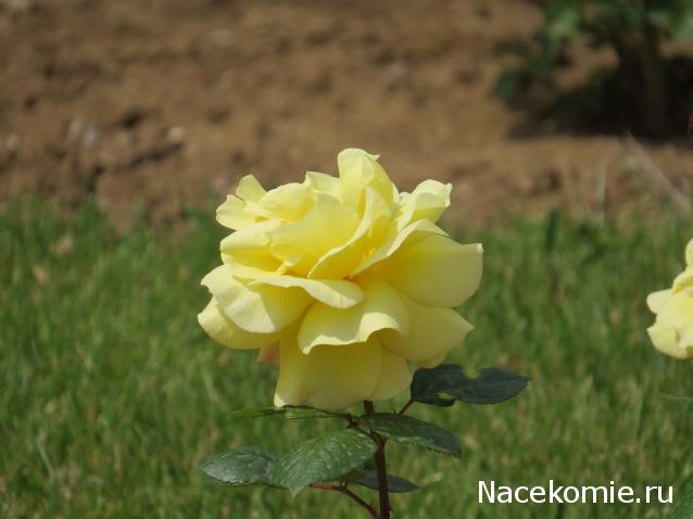 "Живой уголок"