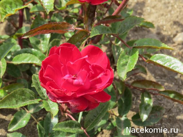 "Живой уголок"