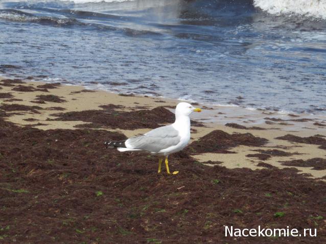 "Живой уголок"