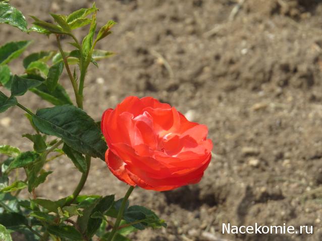 "Живой уголок"