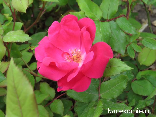 "Живой уголок"