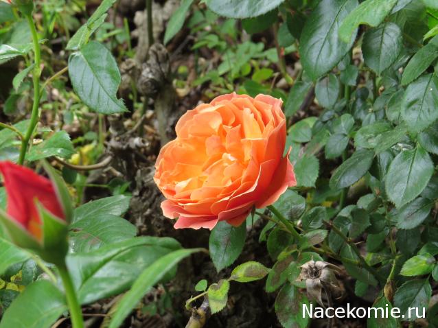 "Живой уголок"