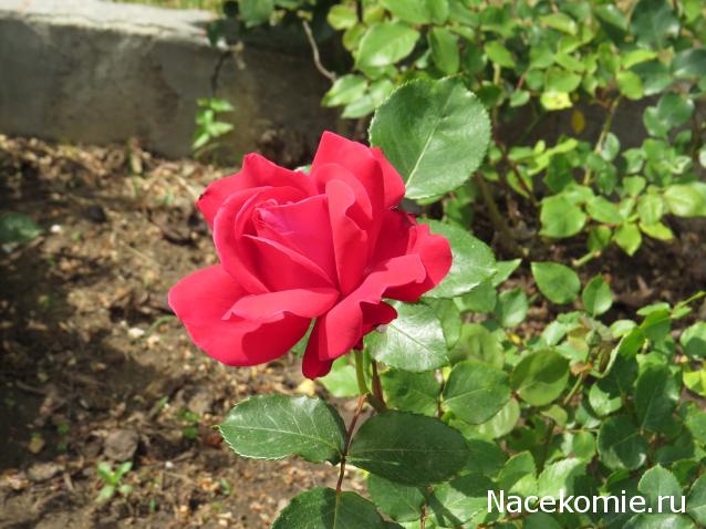 "Живой уголок"