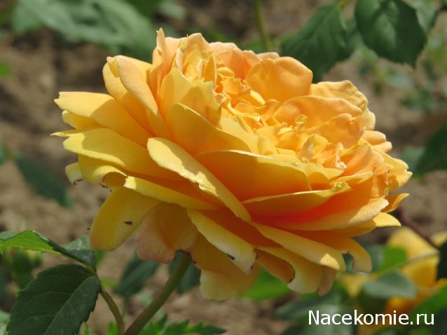 "Живой уголок"