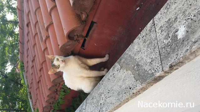 Фото кошек)))))