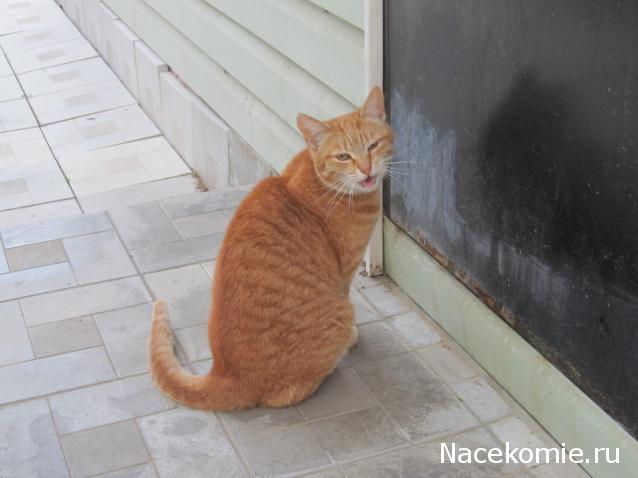 Margaritka. Гасиенда Каса де лос Суэньос