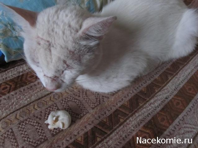 Margaritka. Гасиенда Каса де лос Суэньос