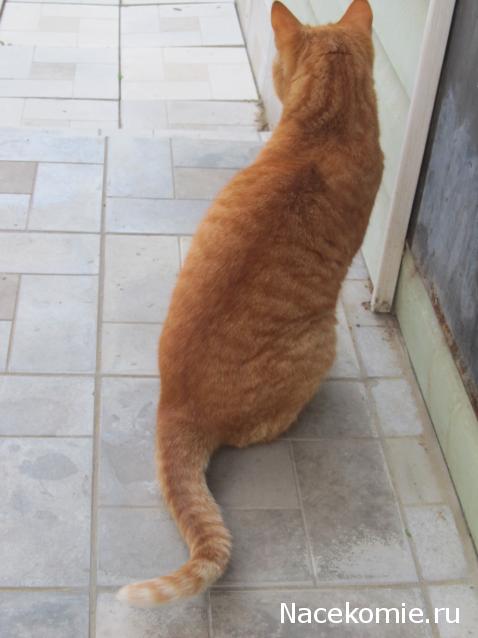 Margaritka. Гасиенда Каса де лос Суэньос