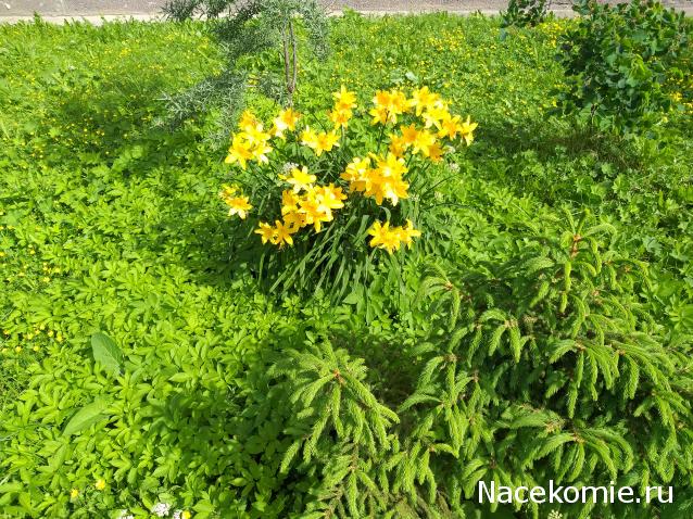 Eva1949 - Дом мечты-души моей воспоминания; 1Abrikoska - Мой гостеприимный дом