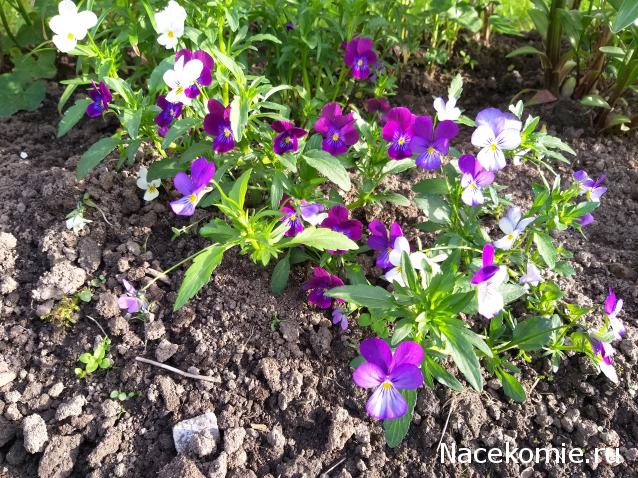 Eva1949 - Дом мечты-души моей воспоминания; 1Abrikoska - Мой гостеприимный дом