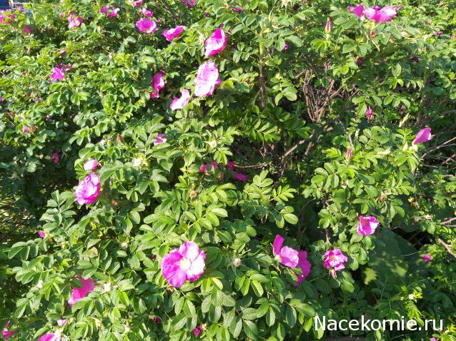 Eva1949 - Дом мечты-души моей воспоминания; 1Abrikoska - Мой гостеприимный дом