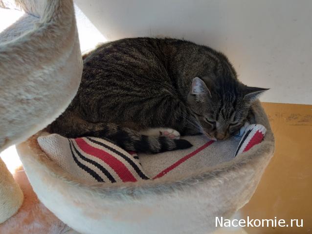 Фото кошек)))))