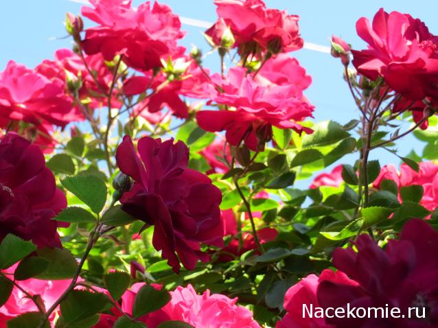 100 крестиков!