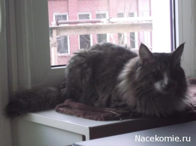 Фото кошек)))))