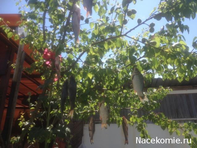 Eva1949 - Дом мечты-души моей воспоминания; 1Abrikoska - Мой гостеприимный дом