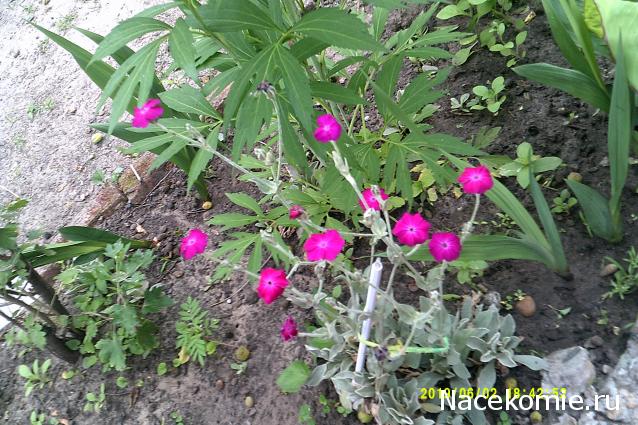 Eva1949 - Дом мечты-души моей воспоминания; 1Abrikoska - Мой гостеприимный дом