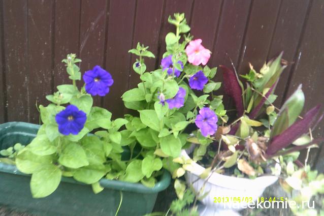 Eva1949 - Дом мечты-души моей воспоминания; 1Abrikoska - Мой гостеприимный дом