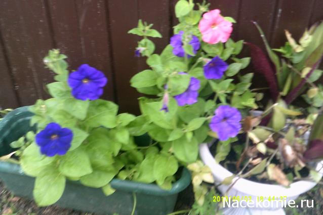 Eva1949 - Дом мечты-души моей воспоминания; 1Abrikoska - Мой гостеприимный дом