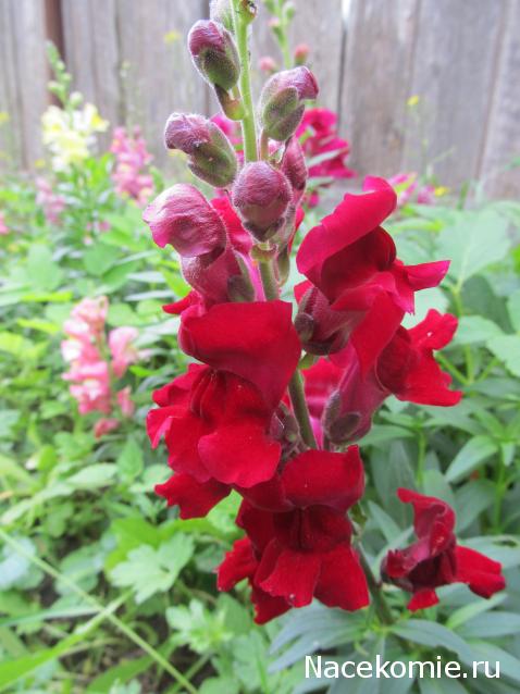 Margaritka. Гасиенда Каса де лос Суэньос