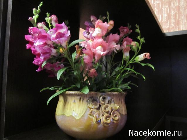 Margaritka. Гасиенда Каса де лос Суэньос