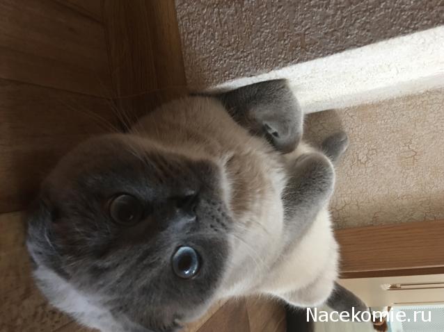 Фото кошек)))))