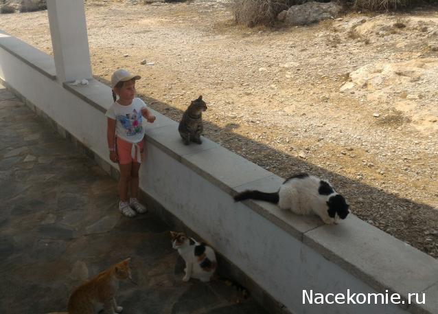 Фото кошек)))))