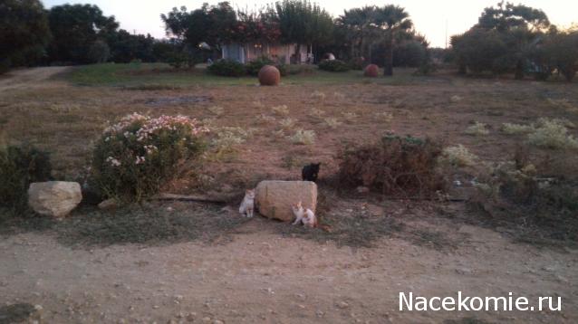 Фото кошек)))))