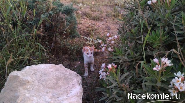 Фото кошек)))))
