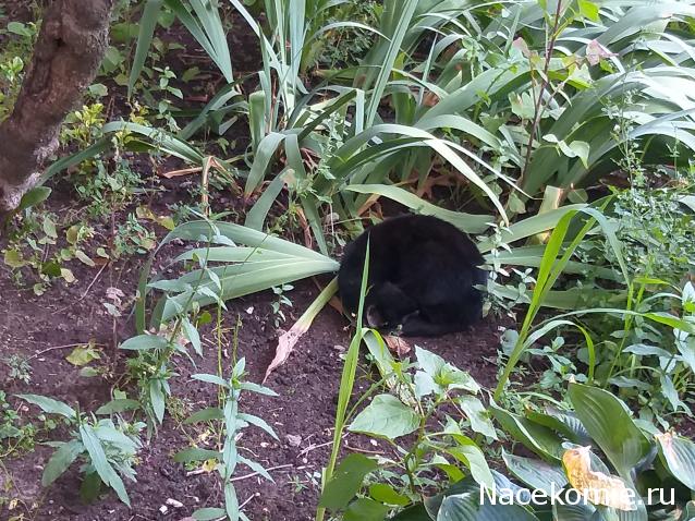 Фото кошек)))))