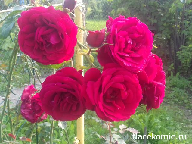 Eva1949 - Дом мечты-души моей воспоминания; 1Abrikoska - Мой гостеприимный дом